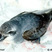 Broad-billed Prion